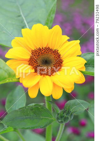 Large sunflower in the flower field 79231498
