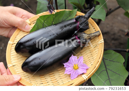 Harvesting of Eggplant Harvesting of Eggplant 79231653