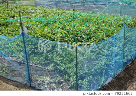 西瓜地裡的獸網 79231662