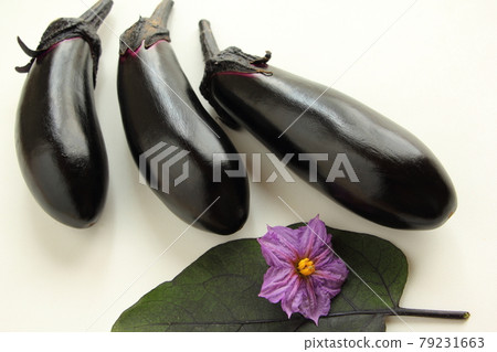 剛收穫的茄子 79231663