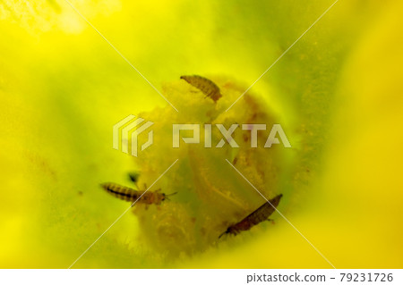 Slipps perpetrating the stigma of a melon flower 79231726