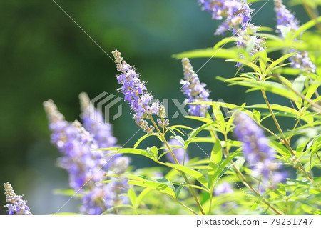 Chaste berry (Chaste tree) flower 79231747