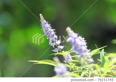 Chaste berry (Chaste tree) flower 79231748