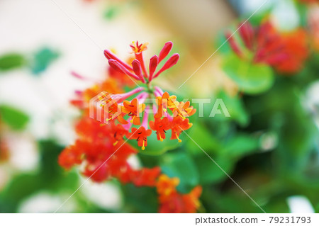 A refreshing scented flower "Honeysuckle" 79231793