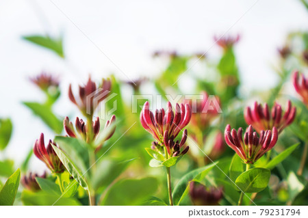 芽的漸變“蜜汁” 79231794