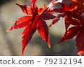 Shadow of autumn leaves 79232194