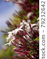 Hagoromo Jasmine 79232642