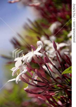Hagoromo Jasmine 79232642