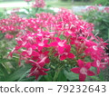 Verbena gathering 79232643