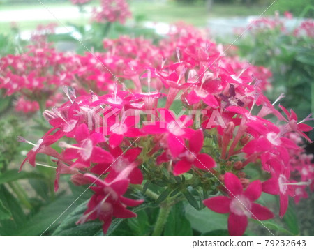 Verbena gathering Verbena gathering 79232643