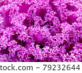 Flower cabbage 79232644