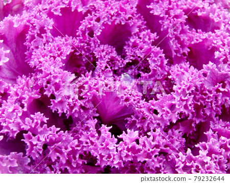 Flower cabbage Flower cabbage 79232644
