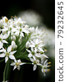 One of the Amaryllidaceae 79232645