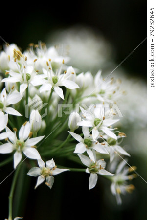 One of the Amaryllidaceae One of the Amaryllidaceae 79232645