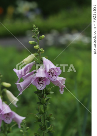 Digitalis flowers blooming in the park in early summer Digitalis flowers blooming in the park in early summer 79232653