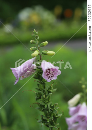 Digitalis flowers blooming in the park in early summer Digitalis flowers blooming in the park in early summer 79232655