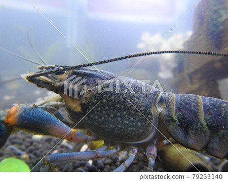 lobster lobster 79233140