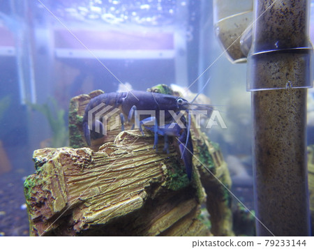 小龍蝦 小龍蝦 79233144