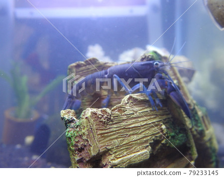 lobster lobster 79233145