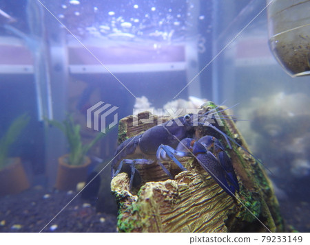 lobster lobster 79233149