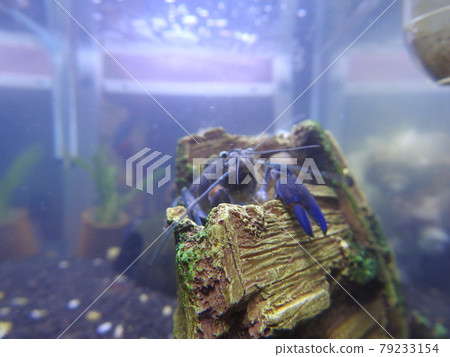 lobster lobster 79233154