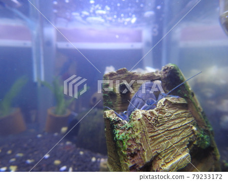 lobster lobster 79233172