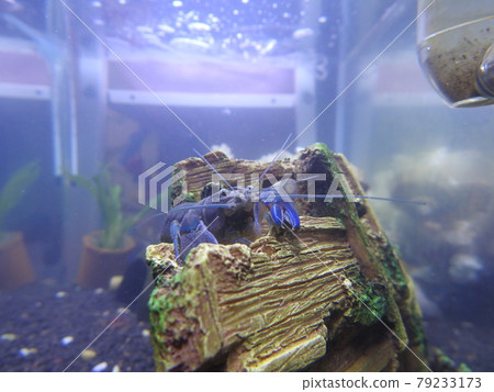 lobster lobster 79233173