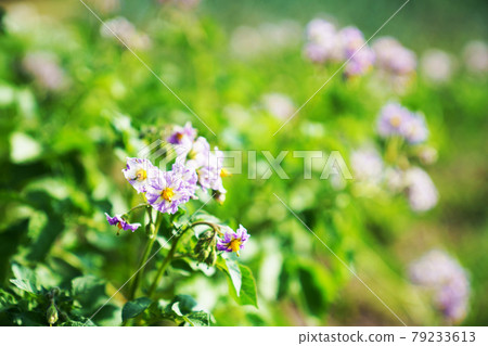 淡紫色土豆花 淡紫色土豆花 79233613
