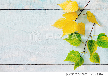 Autumn birch leaf on a blue wooden background Autumn birch leaf on a blue wooden background 79233679