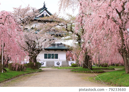 Hirosaki castle and cherry blossoms Hirosaki castle and cherry blossoms 79233680