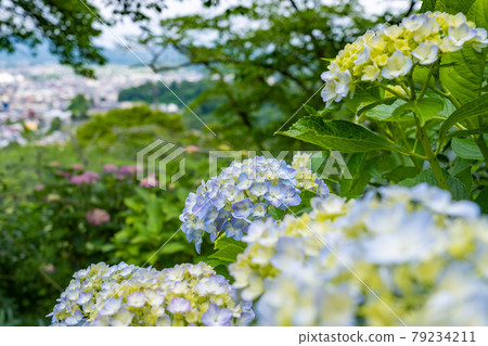 Hydrangea and castle town seen from Funaoka Castle Ruins Park Hydrangea and castle town seen from Funaoka Castle Ruins Park 79234211