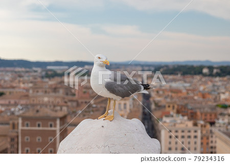 Mediterranean gull seating on roof of Vittoriano in Rome, Italy 79234316