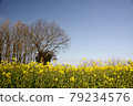 Rape blossoms shining in the blue sky 79234576