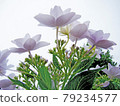 From under the hydrangea 79234577