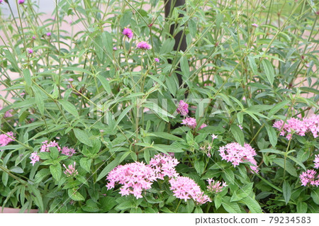 向藍天綻放的可愛花朵 79234583