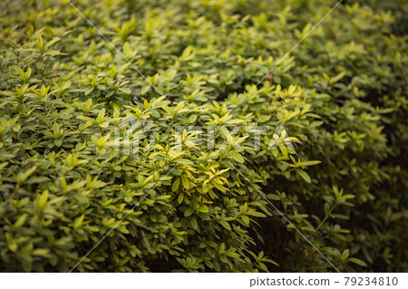 Plant pattern 79234810