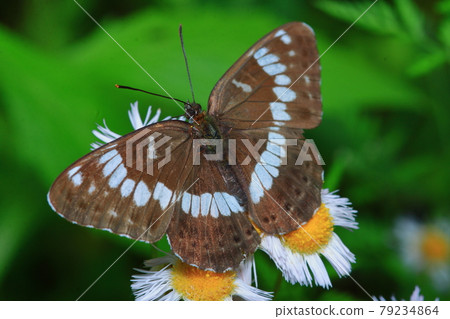 Asamaichimonjicho and Halzion Harushien Insects Asamaichimonjicho and Halzion Harushien Insects 79234864