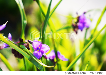 Spiderwort Spiderwort 79234985