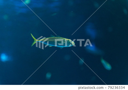 Aquarium is fun Aquarium is fun 79236334