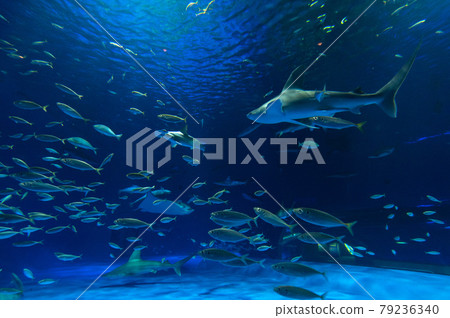 水族館很有趣 水族館很有趣 79236340