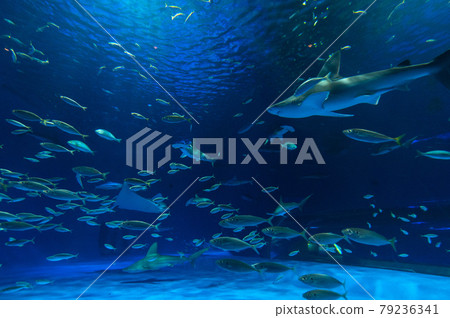 Aquarium is fun 79236341