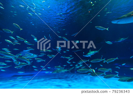 水族館很有趣 水族館很有趣 79236343