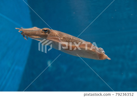 水族館很有趣 水族館很有趣 79236352