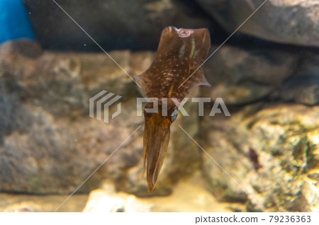 Aquarium is fun Aquarium is fun 79236363
