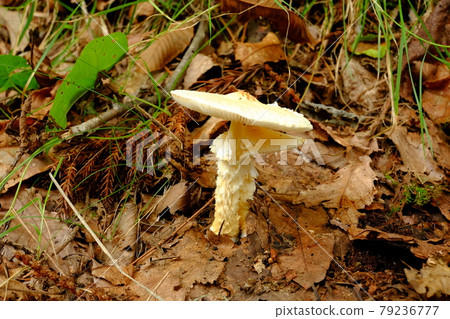 白色天然蘑菇(陽傘蘑菇?) 白色天然蘑菇(陽傘蘑菇?) 79236777