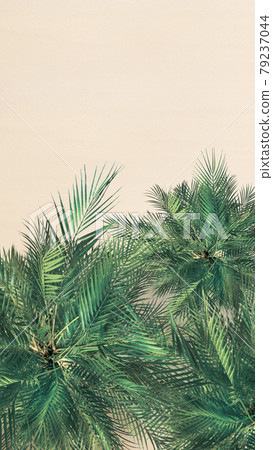 Top and aerial view on tropical sand beach, palm tree. Copy space. Drone photo. Background 79237044
