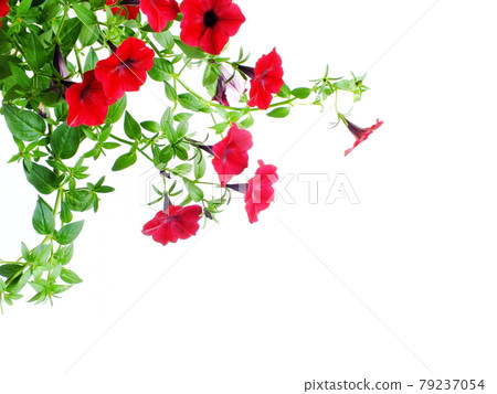 Petunia grandiflora border isolated on white background 79237054