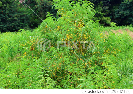 美麗的夏草，第2107話：編織花草的式子，第2107話 79237164