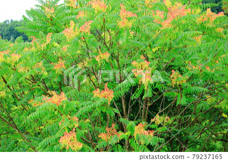 美麗的夏草，第2107話：編織花草的式子，第2107話 79237165