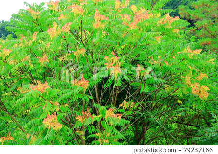 美麗的夏草，第2107話：編織花草的式子，第2107話 79237166